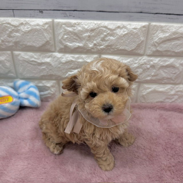静岡県のマルプー(マルチーズ×プードル) (犬の家＆猫の里アミーゴ浜松和田店/2026年4月26日生まれ/女の子/アプリコット)の子犬の4枚目の画像