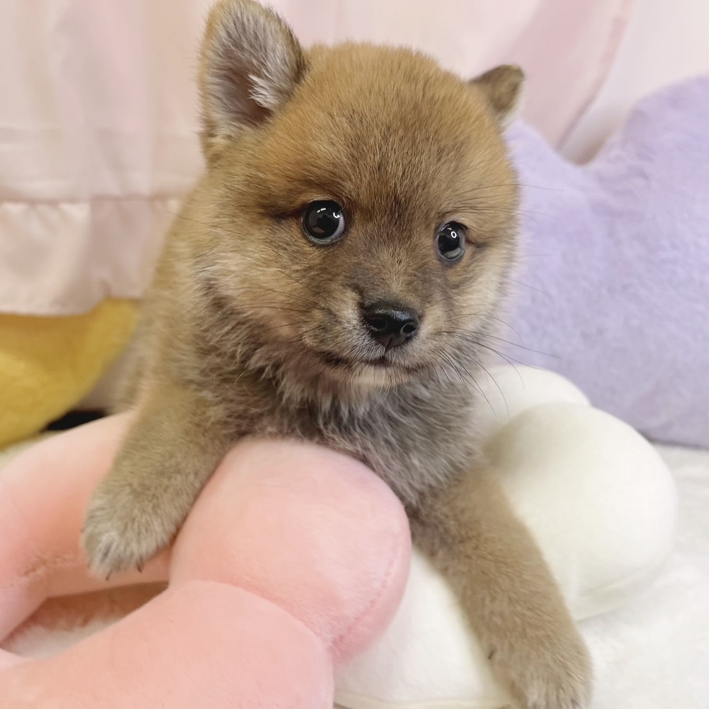静岡県のポメ柴/豆ポメ/ポメ豆柴(ポメラニアン×柴犬) (犬の家＆猫の里マークイズ静岡店/2026年4月27日生まれ/男の子/赤)の子犬の4枚目の画像