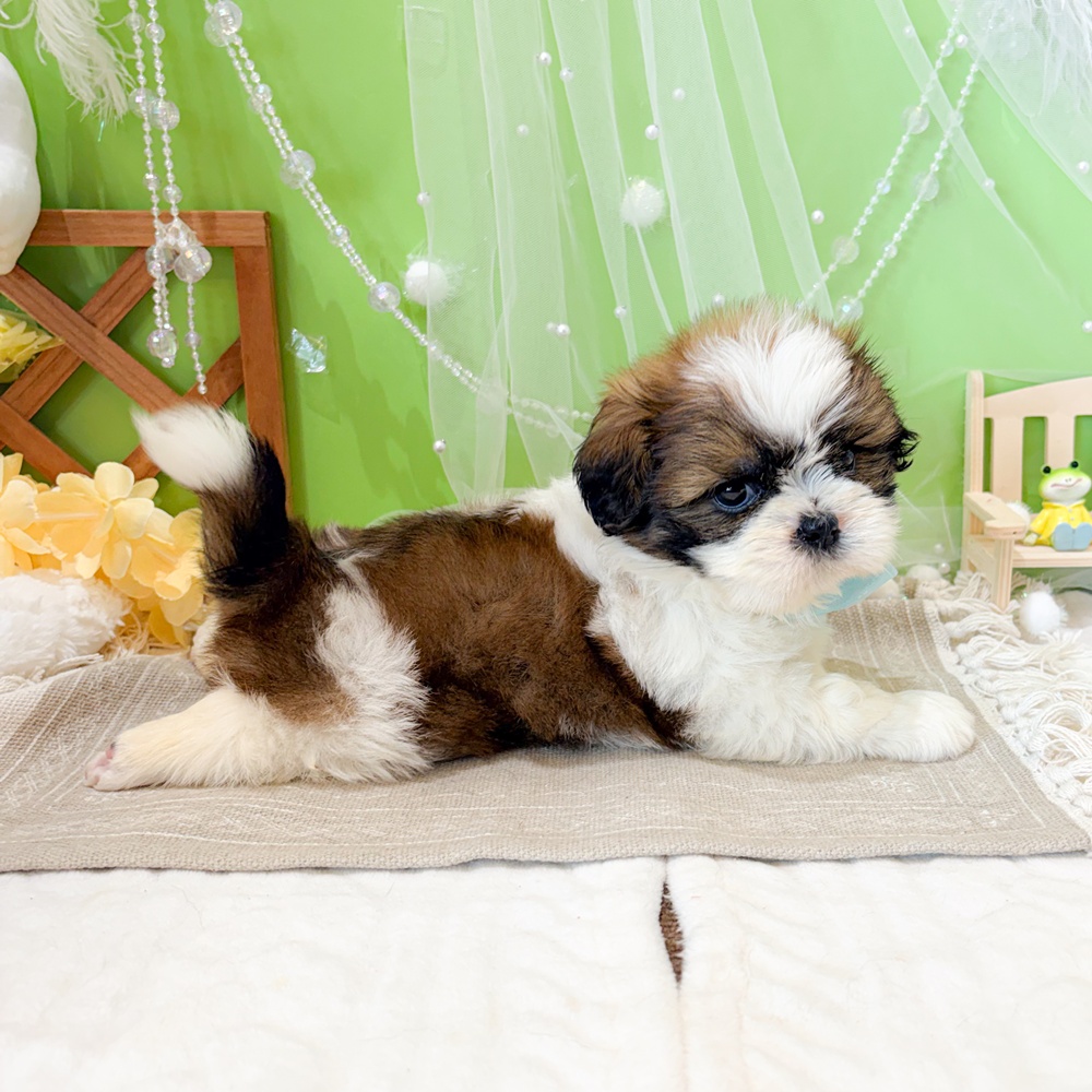 静岡県のシーズー (犬の家＆猫の里富士店/2026年4月27日生まれ/男の子/ホワイトゴールド)の子犬の4枚目の画像