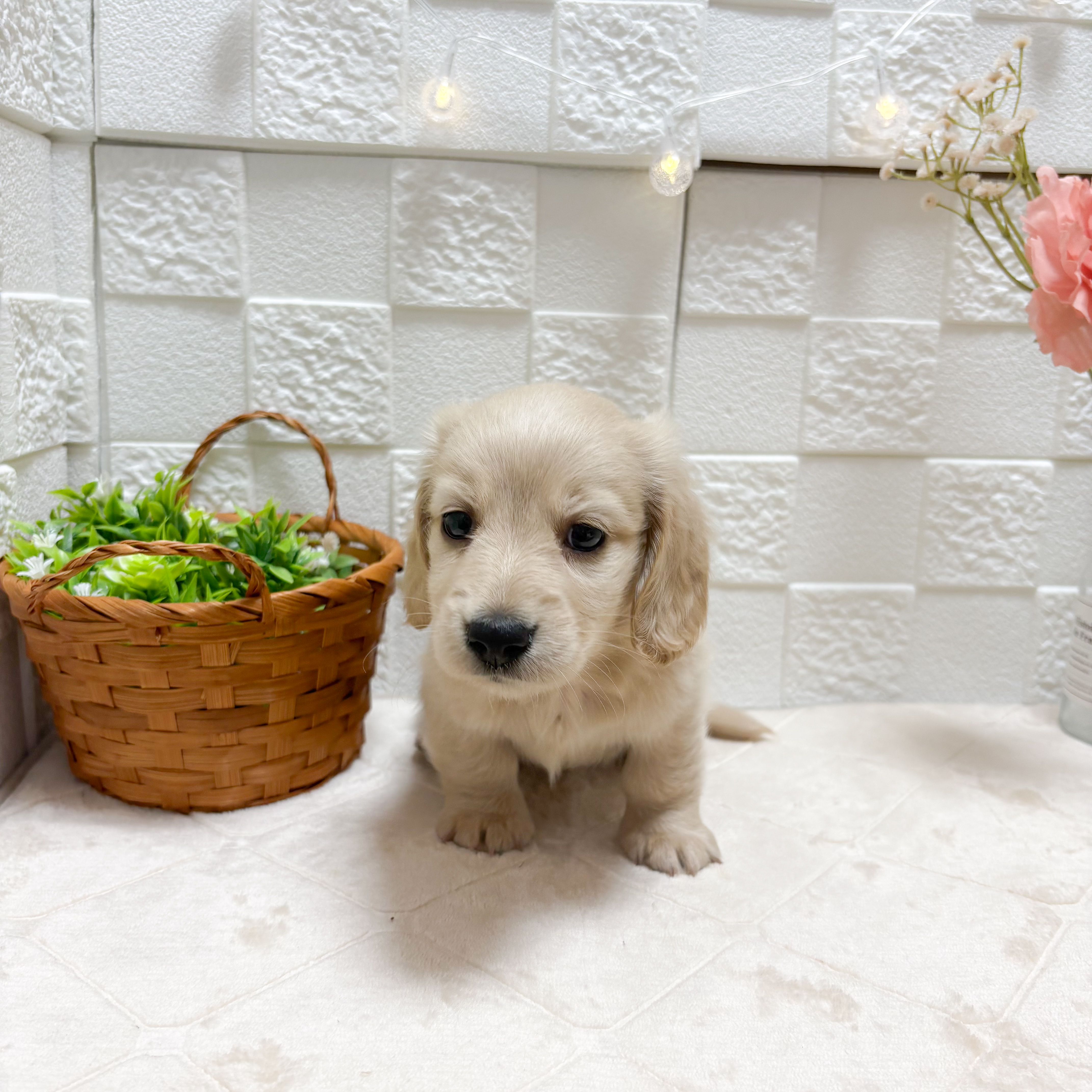 東京都のミニチュアダックスフンド(ロング) (犬の家＆猫の里ペットフォレスト小平店/2026年4月26日生まれ/女の子/イエロー)の子犬の1枚目の画像