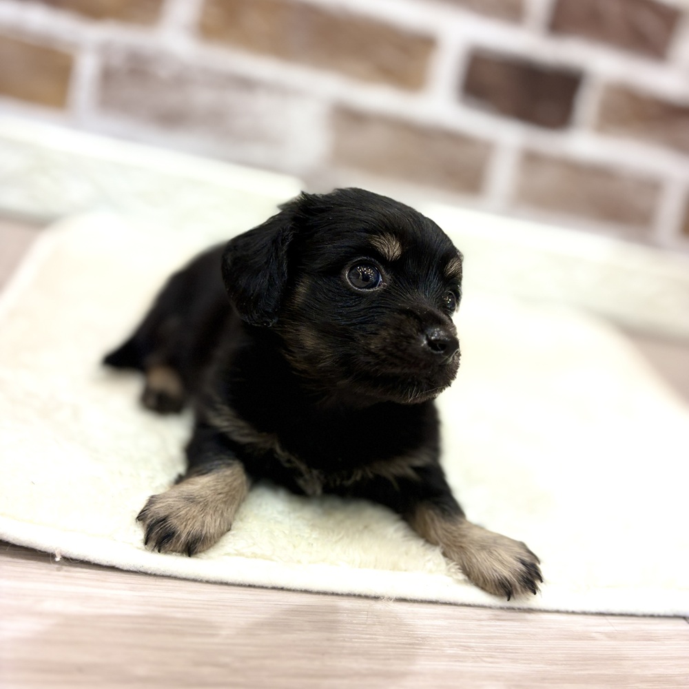 三重県のチワックス(チワワ×ダックス) (犬の家＆猫の里三重桑名店/2026年4月28日生まれ/男の子/ブラックタン)の子犬の4枚目の画像