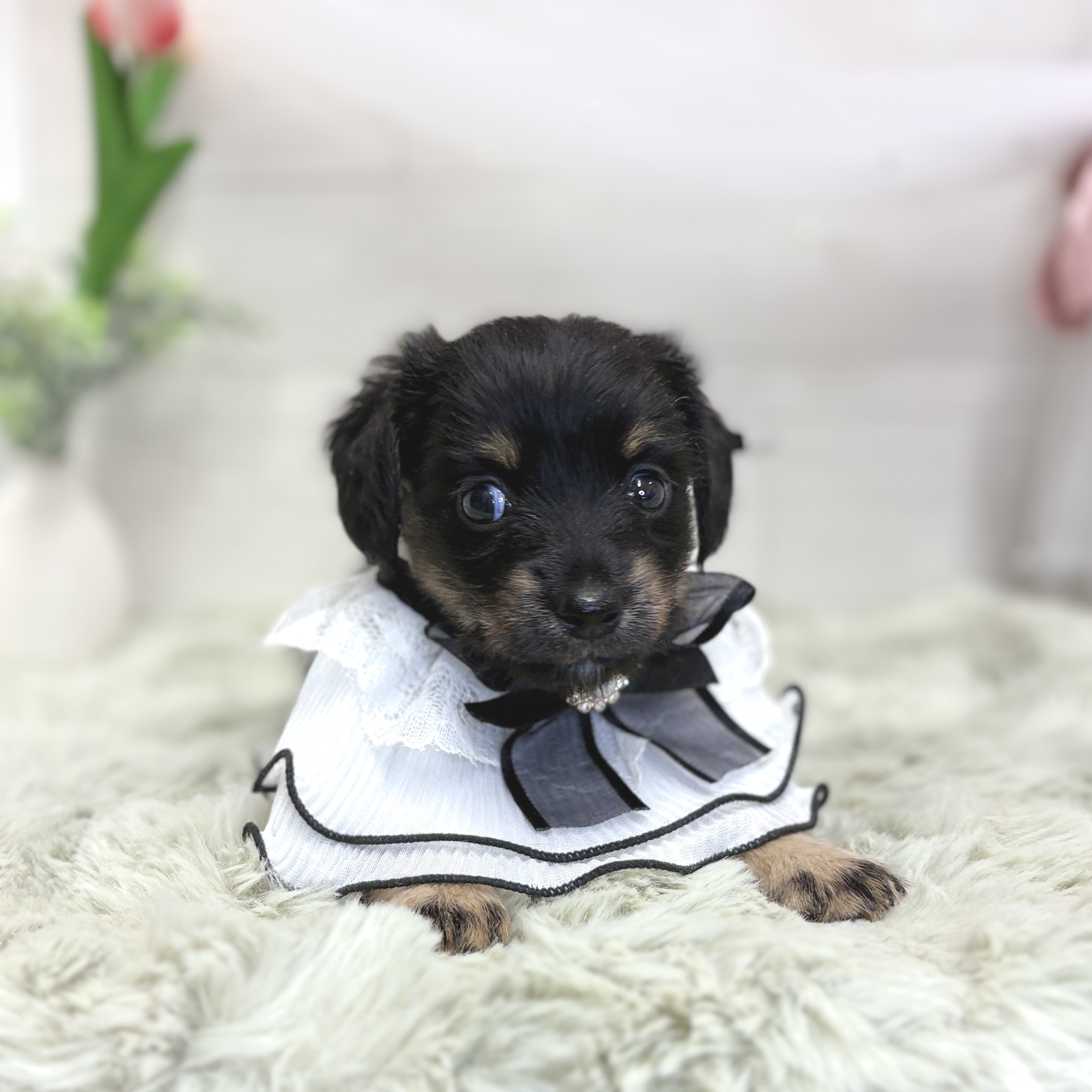 神奈川県のチワックス(チワワ×ダックス) (犬の家＆猫の里相模原店/2026年4月28日生まれ/女の子/ブラックタン)の子犬の4枚目の画像