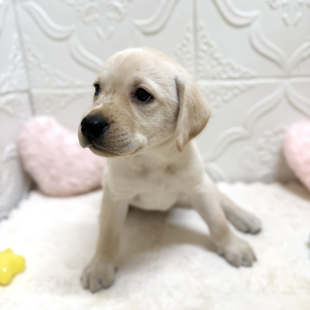 愛知県のラブラドールレトリーバー (犬の家＆猫の里岡崎店/2026年4月28日生まれ/女の子/イエロー)の子犬の4枚目の画像