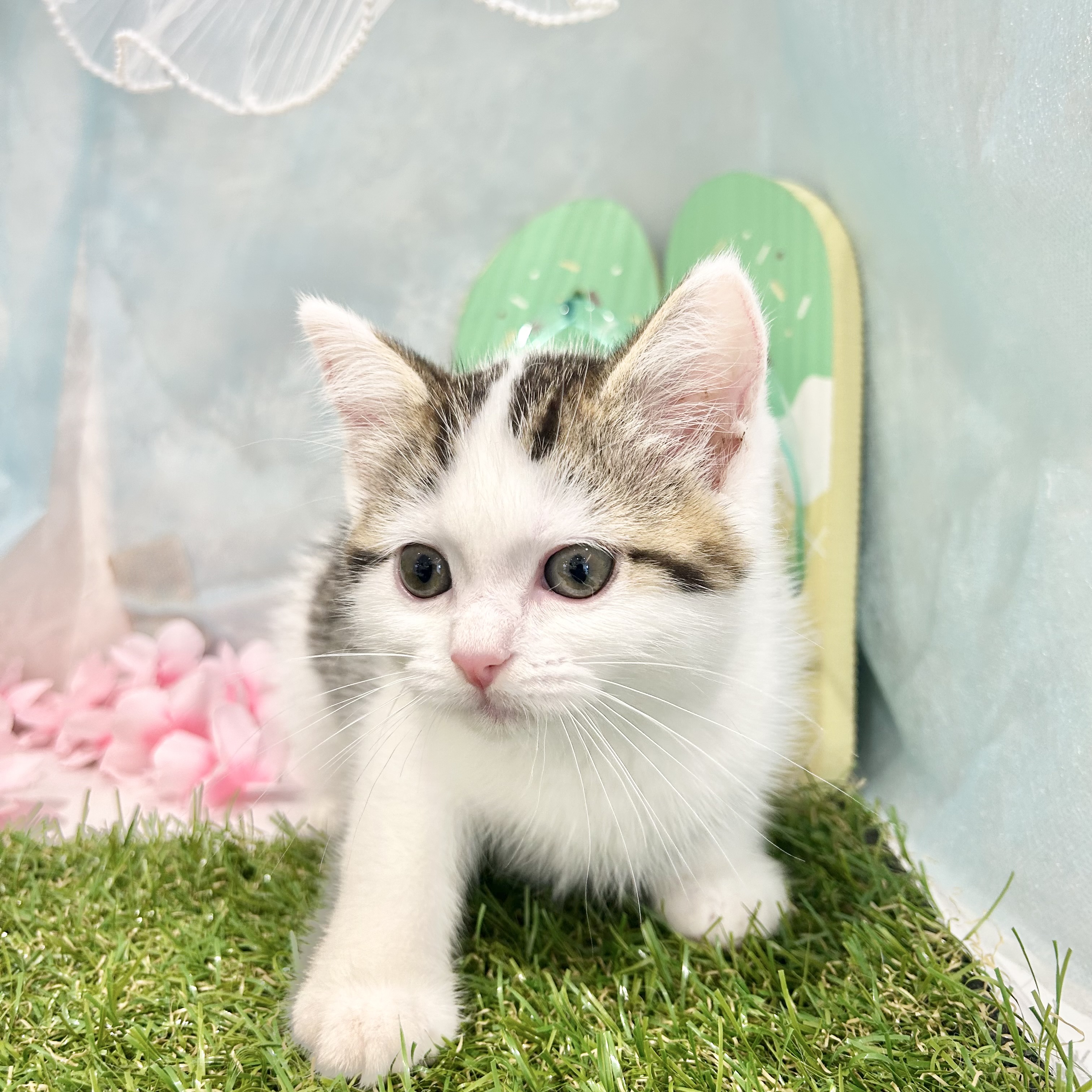 福岡県のブリティッシュショートヘアー (犬の家＆猫の里くりえいと宗像店/2026年4月28日生まれ/女の子/ブラウンタビーホワイト)の子猫の4枚目の画像