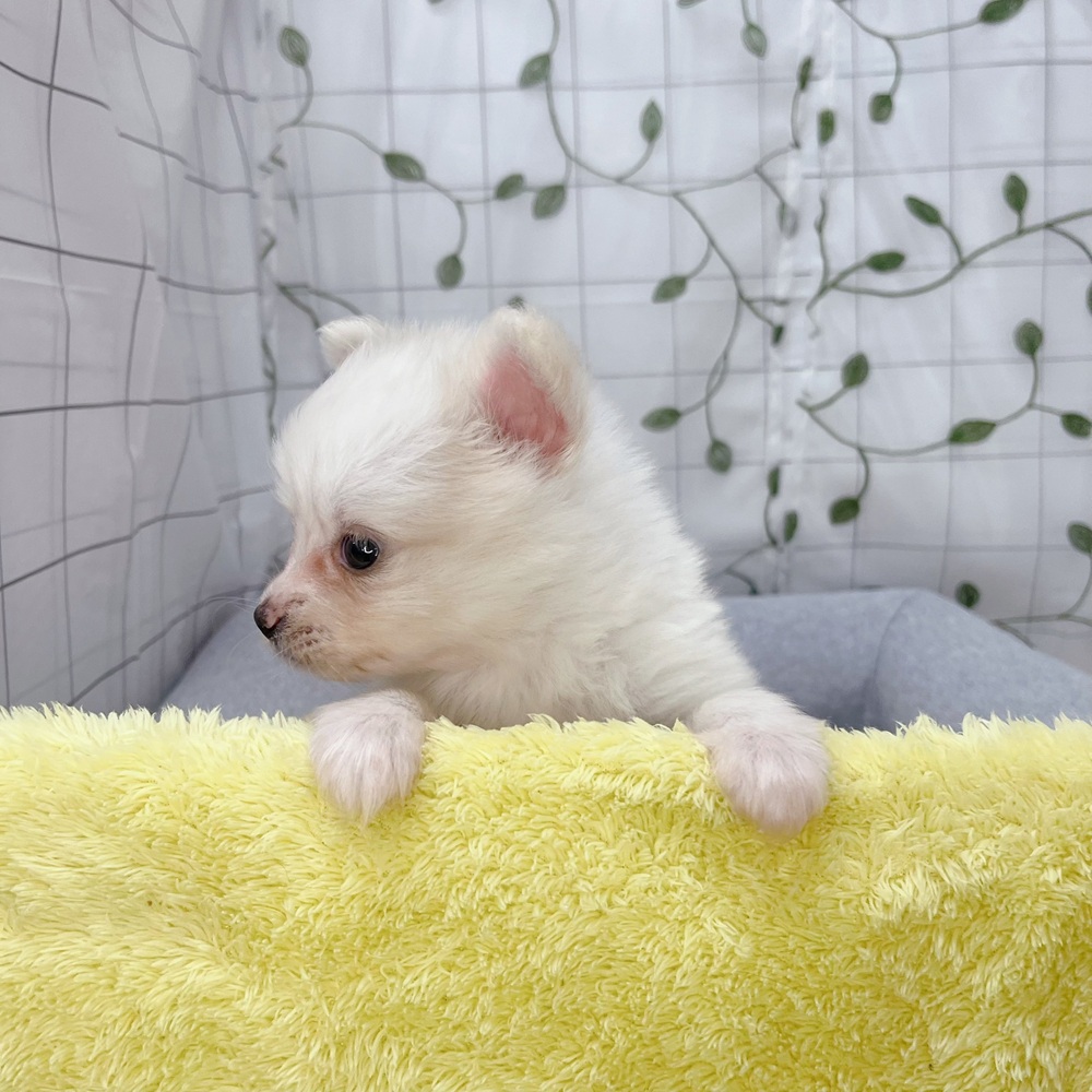 長野県のポメチワ/チワポメ/ポメチー(ポメラニアン×チワワ) (犬の家＆猫の里塩尻店/2026年4月27日生まれ/男の子/クリームホワイト)の子犬の4枚目の画像