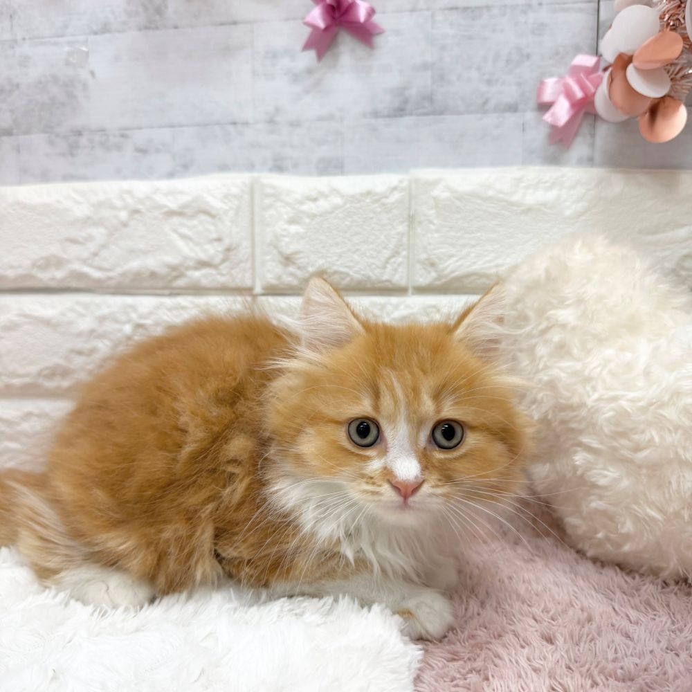 静岡県のマンチカン (犬の家＆猫の里プレ葉ウォーク浜北店/2026年4月21日生まれ/男の子/レッドタビーホワイト)の子猫の4枚目の画像
