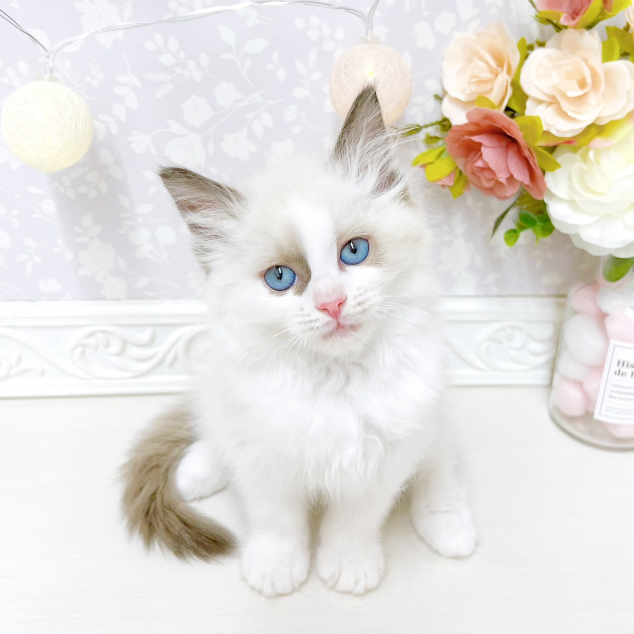 富山県のラグドール (犬の家＆猫の里アミーゴ山室店/2026年4月20日生まれ/女の子/シールポイントバイカラー)の子猫の4枚目の画像