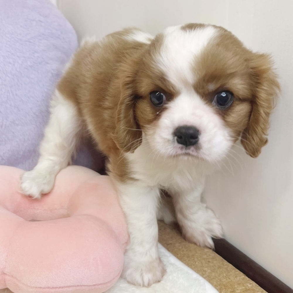 静岡県のキャバリアキングチャールズスパニエル (犬の家＆猫の里マークイズ静岡店/2026年4月25日生まれ/女の子/ブレンハイム)の子犬の4枚目の画像