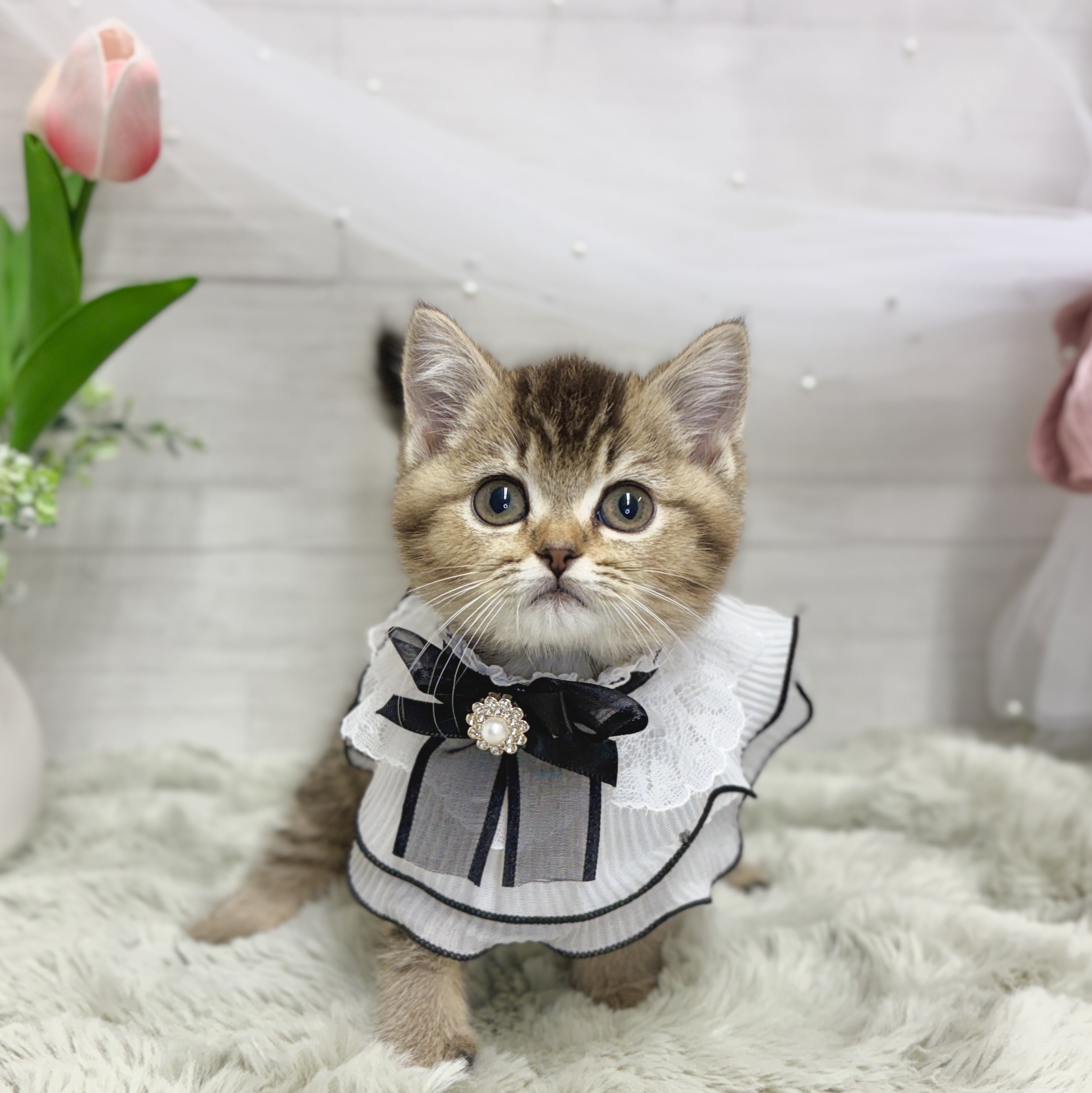 神奈川県のマンチカン (犬の家＆猫の里相模原店/2026年4月26日生まれ/女の子/ブラックゴールデンシェーデット)の子猫の4枚目の画像