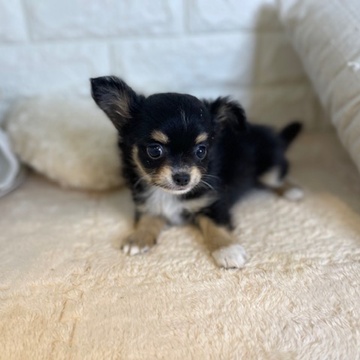 東京都のチワワ(ロング) (犬の家＆猫の里新宿店/2026年4月27日生まれ/男の子/ブラックタンホワイト)の子犬の4枚目の画像