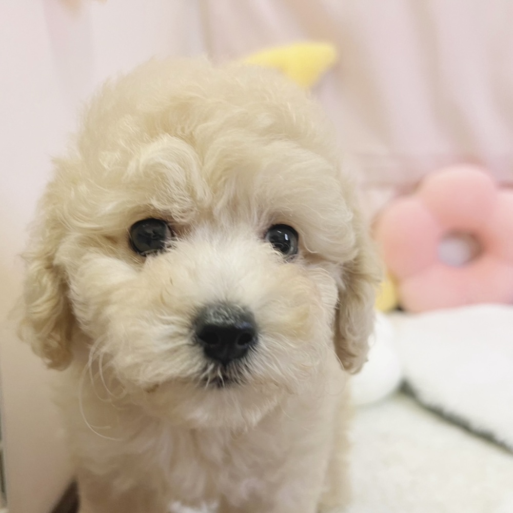 静岡県のマルプー(マルチーズ×プードル) (犬の家＆猫の里マークイズ静岡店/2026年4月27日生まれ/男の子/アプリコット)の子犬の4枚目の画像