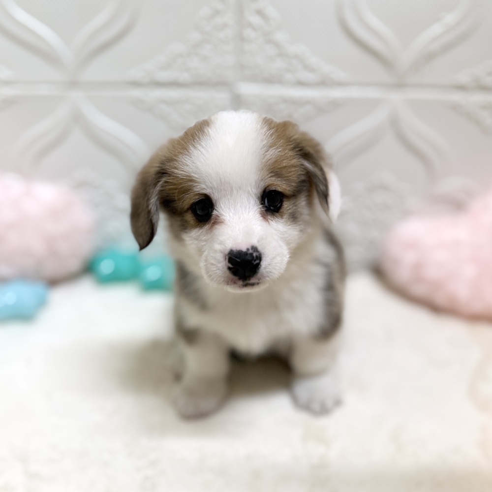 愛知県のウェルシュコーギーペンブローク (犬の家＆猫の里岡崎店/2026年4月26日生まれ/男の子/セーブルホワイト)の子犬の4枚目の画像