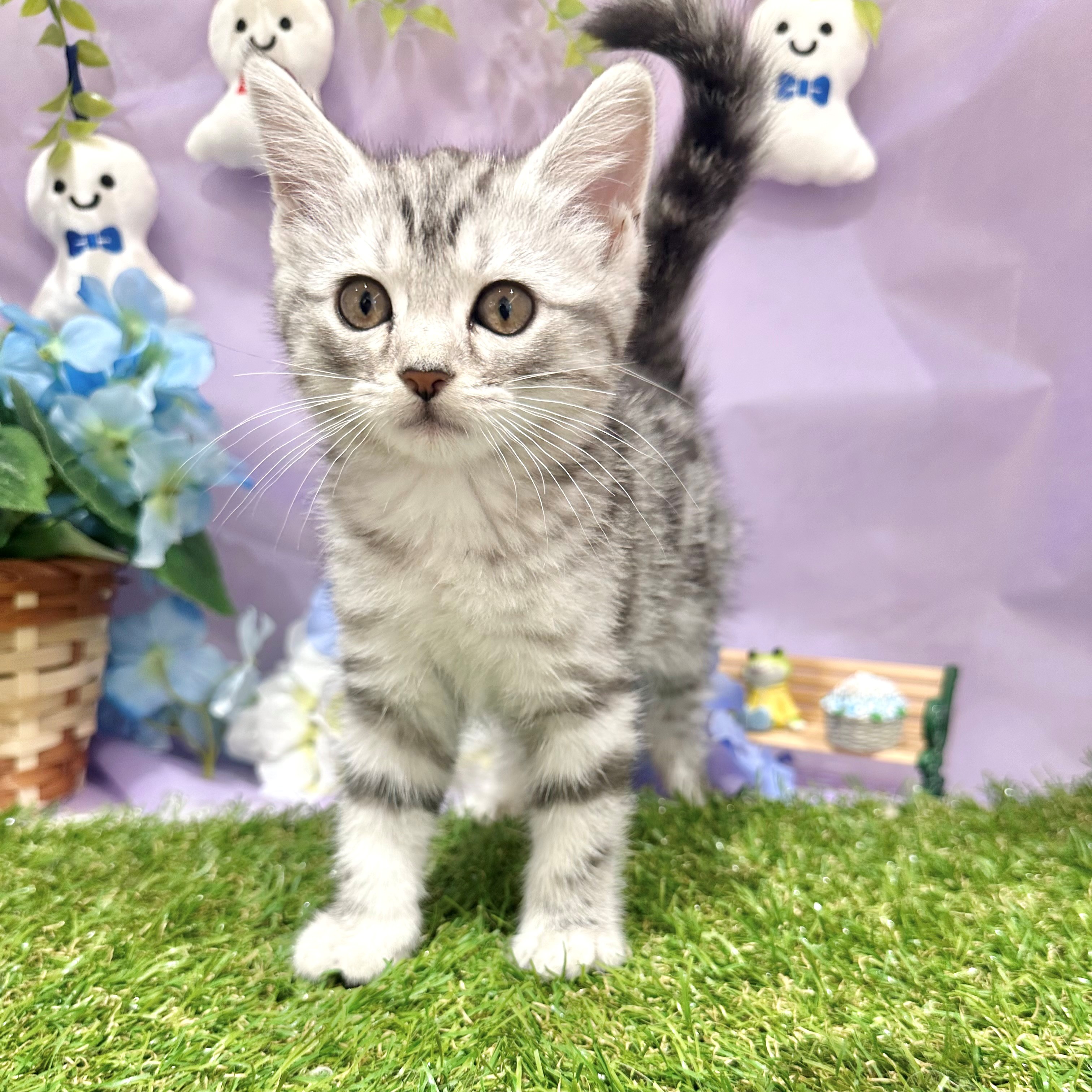福岡県のアメリカンショートヘアー (犬の家＆猫の里くりえいと宗像店/2026年4月23日生まれ/女の子/シルバータビー)の子猫の4枚目の画像