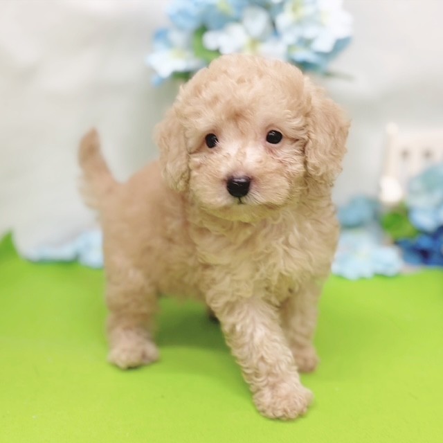 静岡県のトイプードル(トイ) (犬の家＆猫の里藤枝店/2026年4月27日生まれ/男の子/アプリコット)の子犬の4枚目の画像