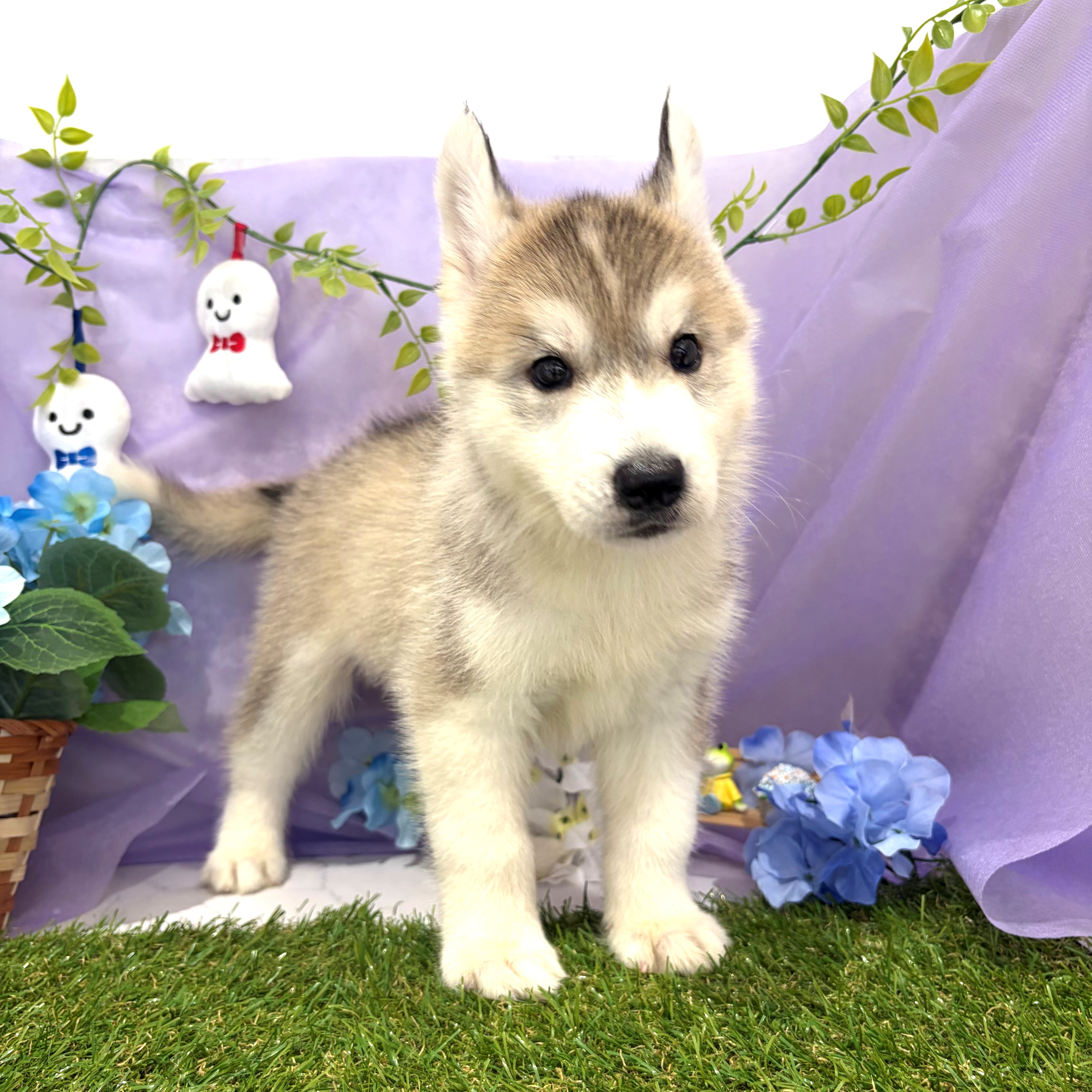福岡県のシベリアンハスキー (犬の家＆猫の里くりえいと宗像店/2026年4月24日生まれ/男の子/シルバーホワイト)の子犬の4枚目の画像