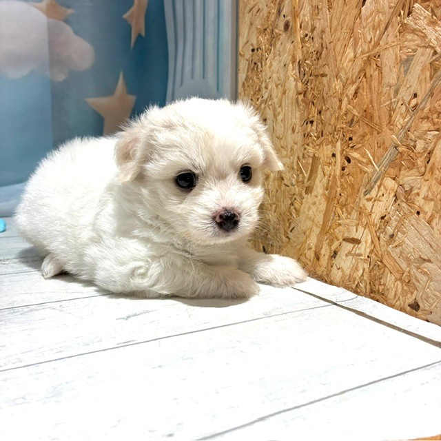 福岡県のチワマル/マルチワ(チワワ×マルチーズ) (犬の家＆猫の里トリアス久山店/2026年4月24日生まれ/女の子/ホワイトクリーム)の子犬の4枚目の画像