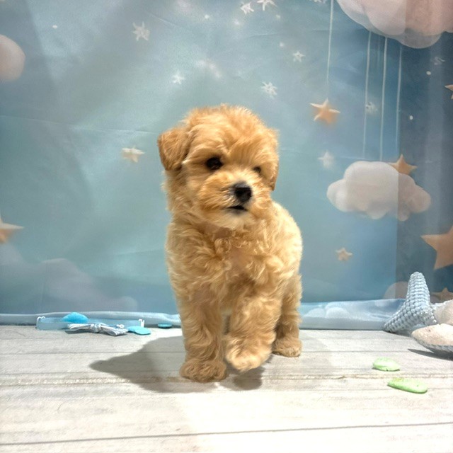 福岡県のマルプー(マルチーズ×プードル) (犬の家＆猫の里トリアス久山店/2026年4月26日生まれ/男の子/アプリコット)の子犬の4枚目の画像
