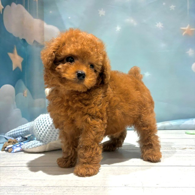 福岡県のトイプードル(タイニー) (犬の家＆猫の里トリアス久山店/2026年4月28日生まれ/男の子/レッド)の子犬の4枚目の画像