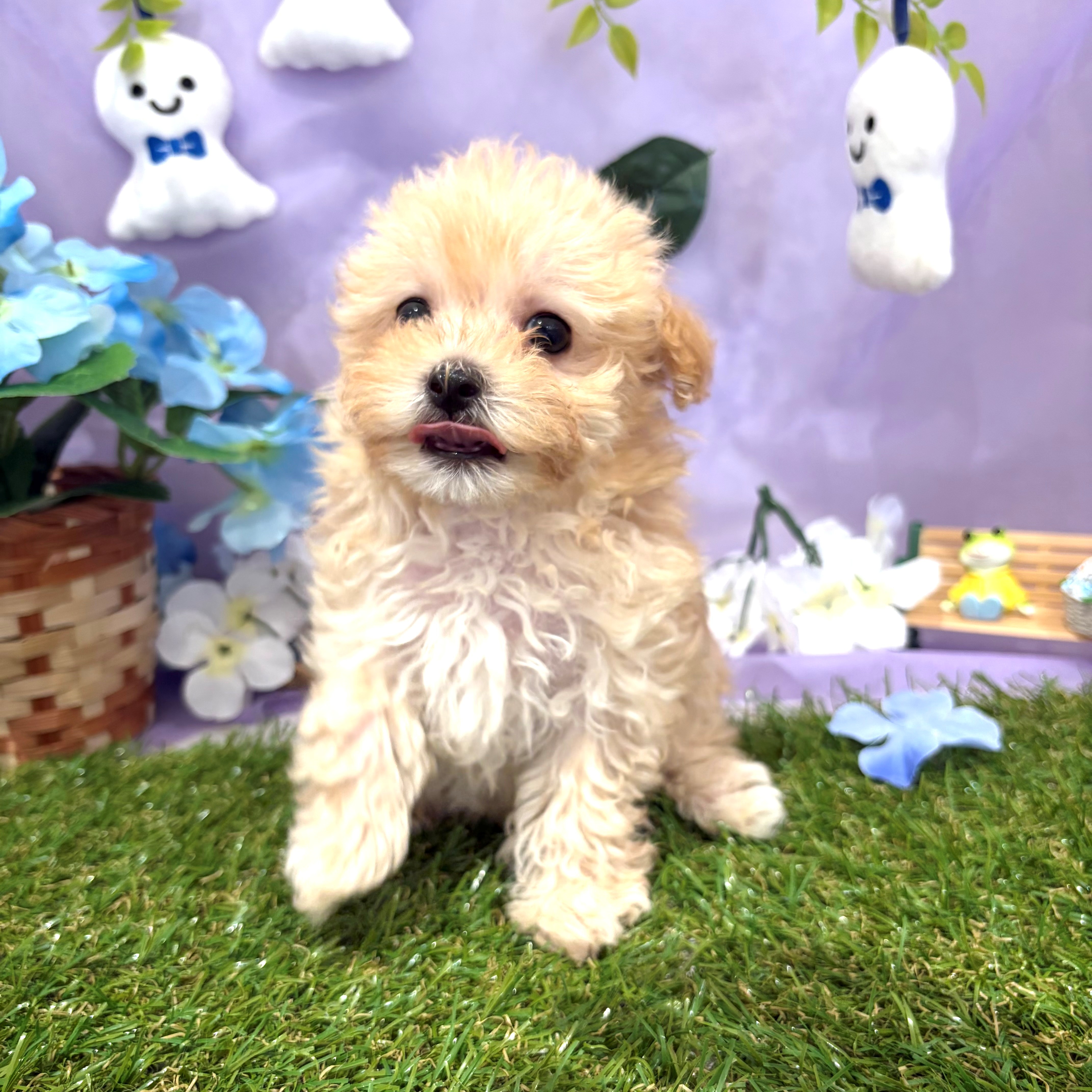 福岡県のマルプー(マルチーズ×プードル) (犬の家＆猫の里くりえいと宗像店/2026年4月25日生まれ/男の子/アプリコット)の子犬の4枚目の画像