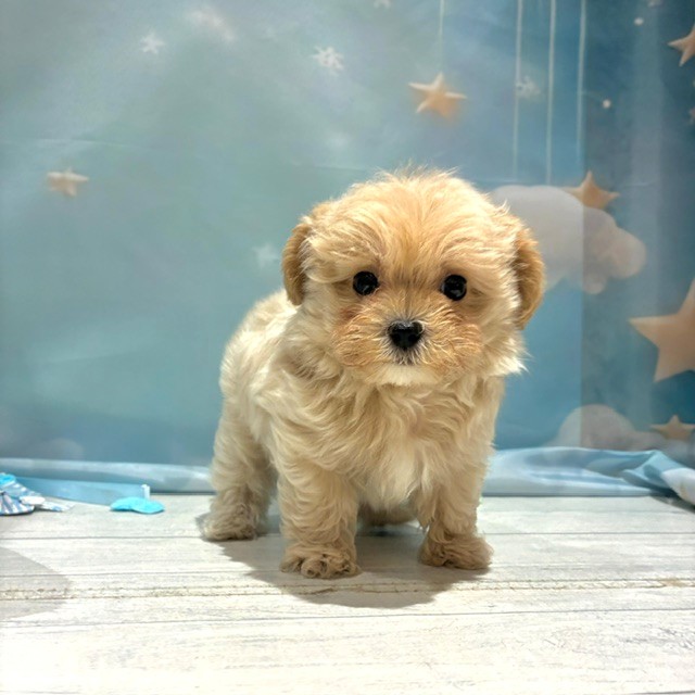 福岡県のマルプー(マルチーズ×プードル) (犬の家＆猫の里トリアス久山店/2026年4月25日生まれ/男の子/クリーム)の子犬の4枚目の画像