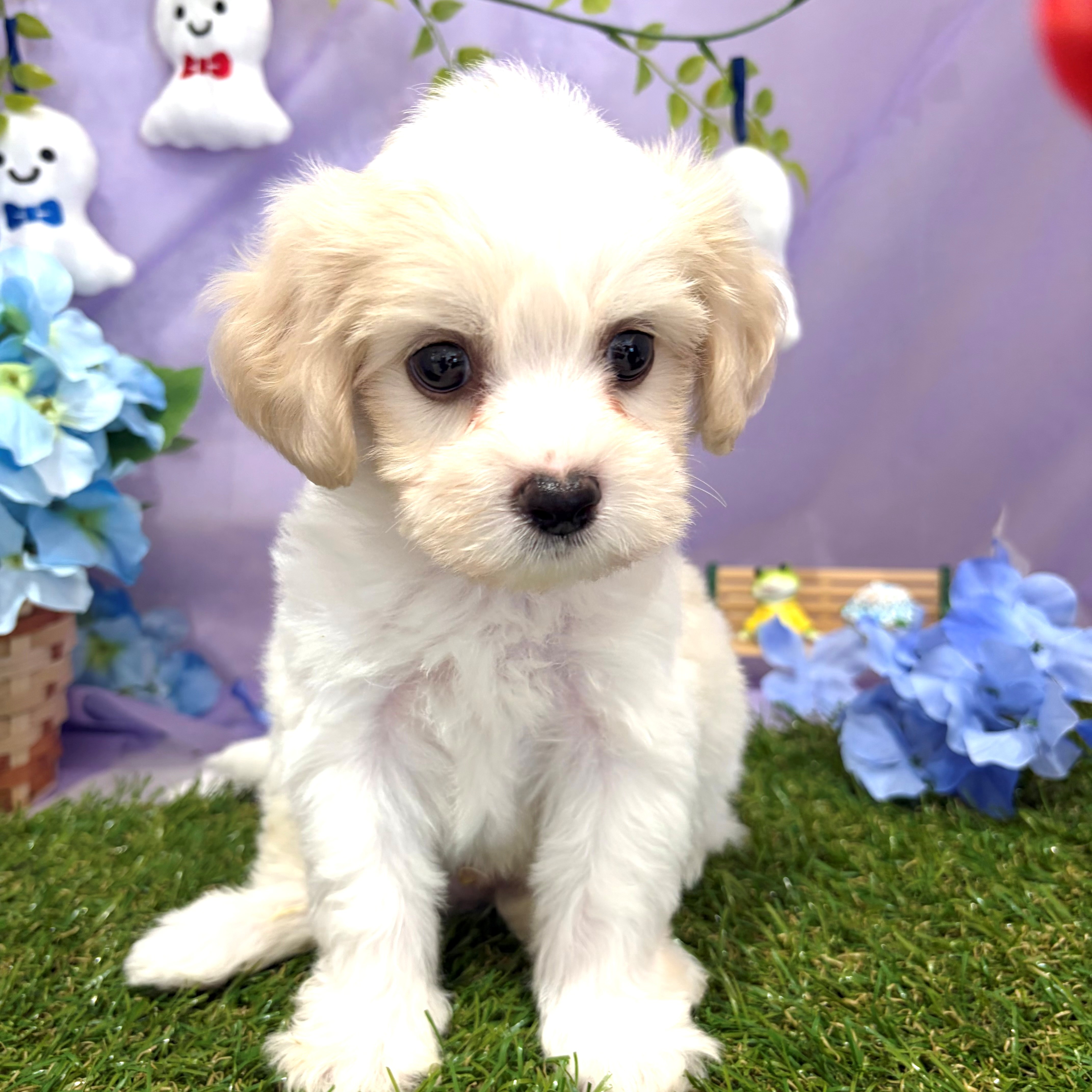 福岡県のハーフ犬・ミックス犬 (犬の家＆猫の里くりえいと宗像店/2026年4月25日生まれ/男の子/ブレンハイム)の子犬の4枚目の画像