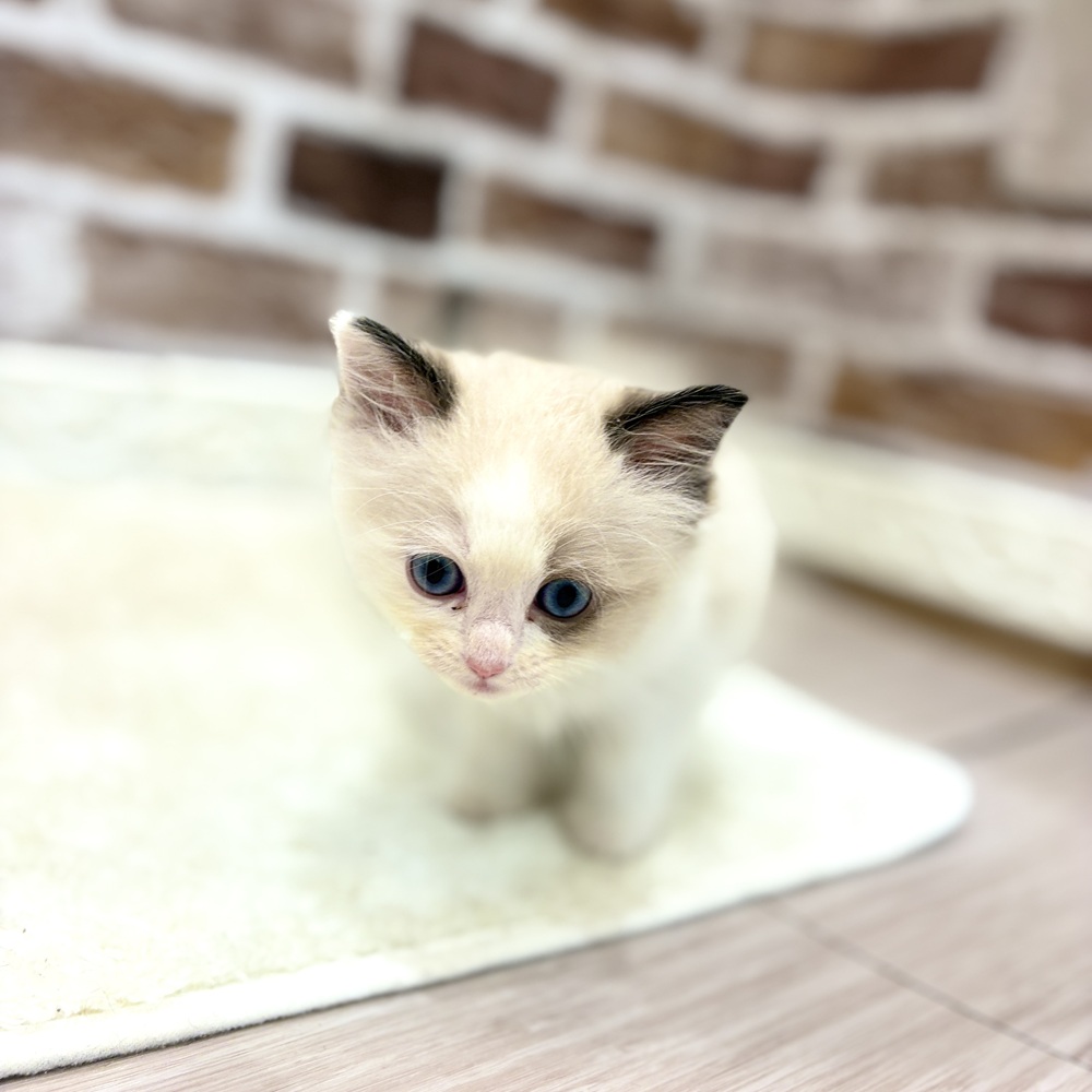 東海のラグドールの子猫を価格や特徴で探す|ペットショップ探すなら