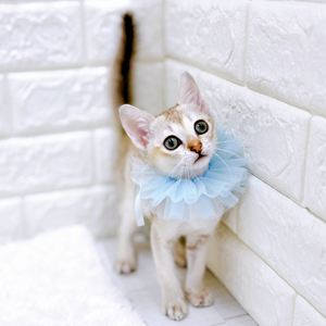 福井県のシンガプーラ (犬の家＆猫の里アミーゴ福井店/2026年4月21日生まれ/男の子/セピアアグーティ)の子猫の4枚目の画像