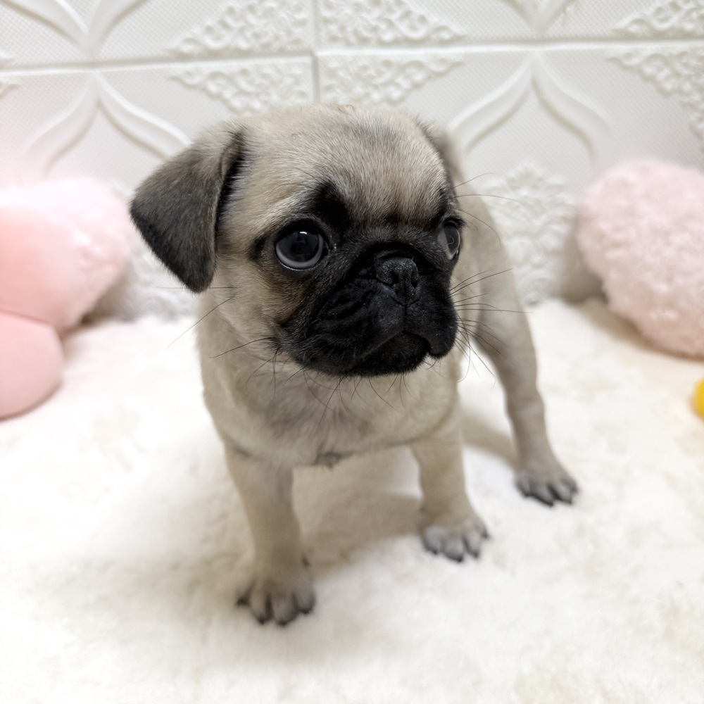 愛知県のパグ (犬の家＆猫の里岡崎店/2026年4月27日生まれ/女の子/フォーン)の子犬の4枚目の画像