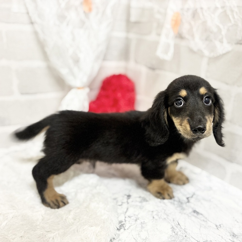 京都府のミニチュアダックスフンド(ロング) (犬の家＆猫の里京都精華店/2026年4月27日生まれ/男の子/ブラックタン)の子犬の4枚目の画像