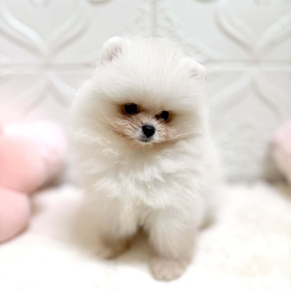 愛知県のポメラニアン (犬の家＆猫の里岡崎店/2026年4月27日生まれ/女の子/クリーム)の子犬の4枚目の画像