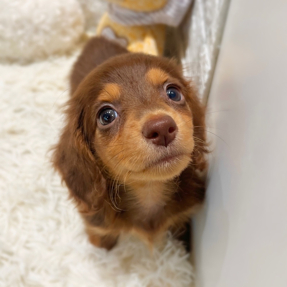 愛知県のミニチュアダックスフンド(ロング) (犬の家＆猫の里MiO香久山店/2026年4月28日生まれ/女の子/チョコレートタン)の子犬の4枚目の画像