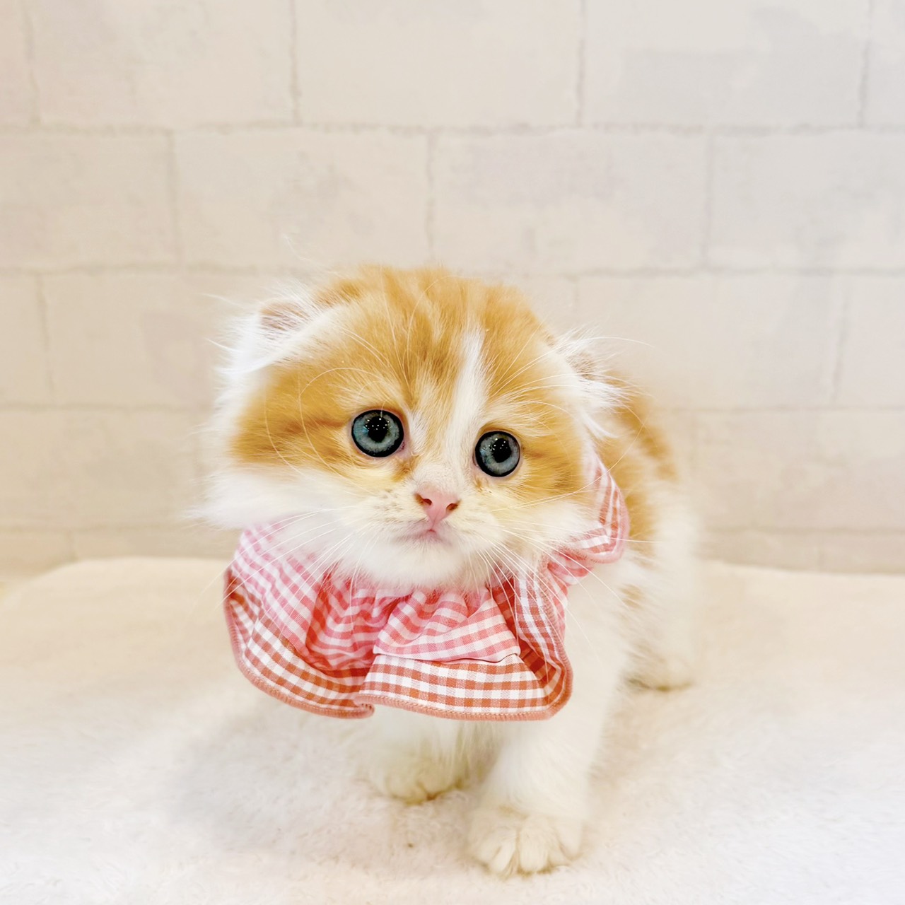 石川県のスコティッシュフォールド (犬の家＆猫の里金沢店/2026年4月29日生まれ/女の子/レッドタビーホワイト)の子猫の4枚目の画像