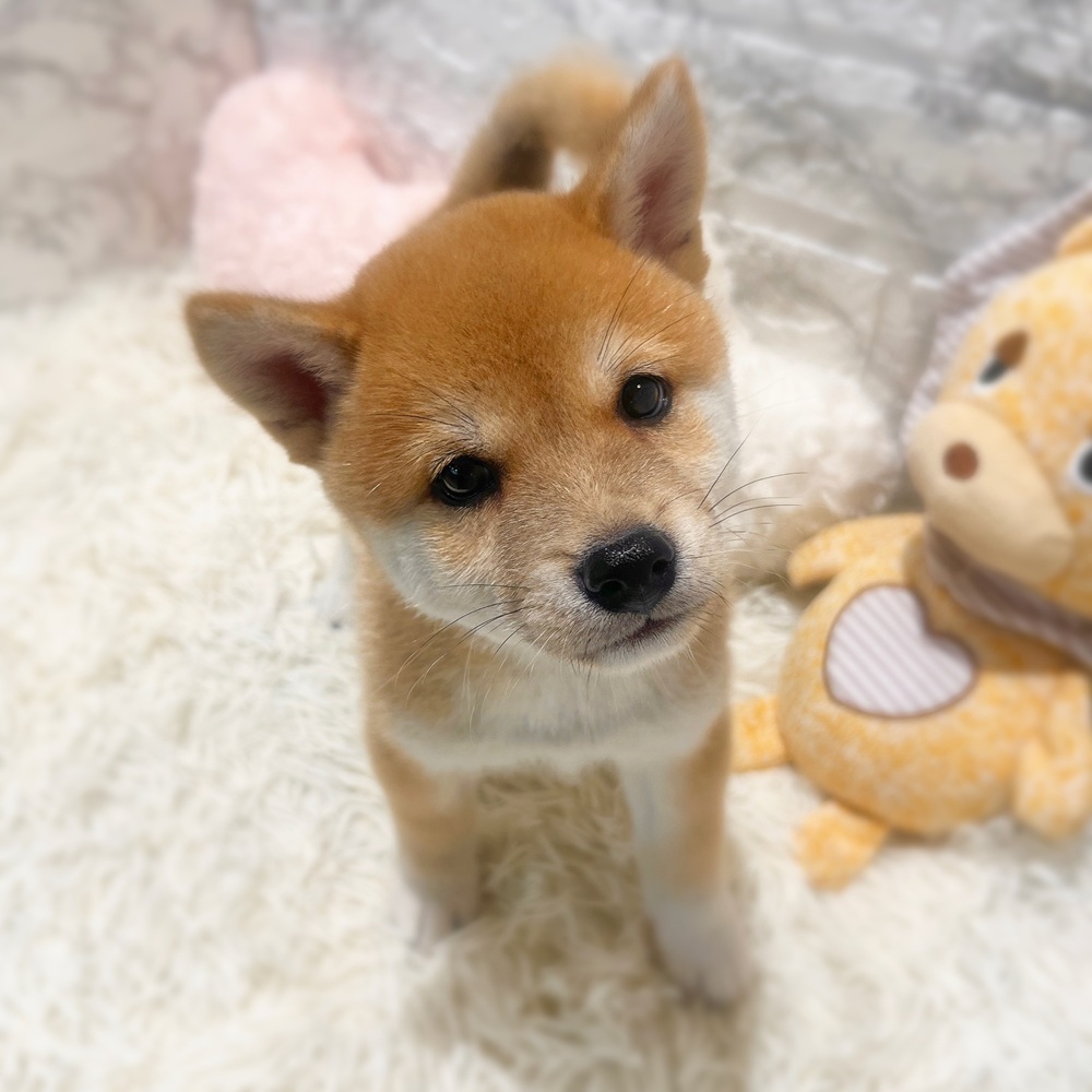 愛知県の豆柴 (犬の家＆猫の里MiO香久山店/2026年4月28日生まれ/男の子/赤)の子犬の4枚目の画像