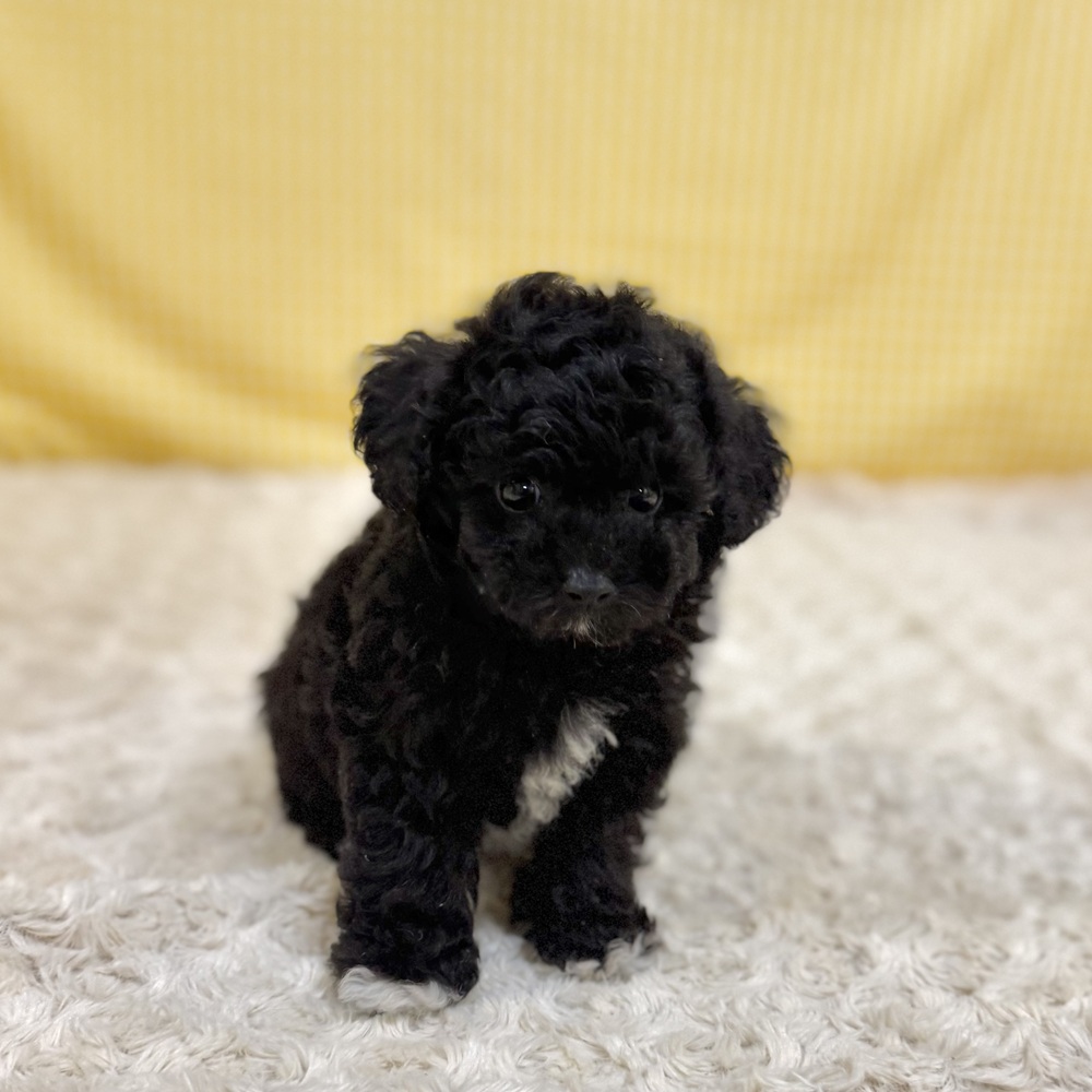 愛知県のビションプー(ビションフリーゼ×プードル) (犬の家＆猫の里一宮店/2026年4月29日生まれ/男の子/ブラックホワイト)の子犬の4枚目の画像