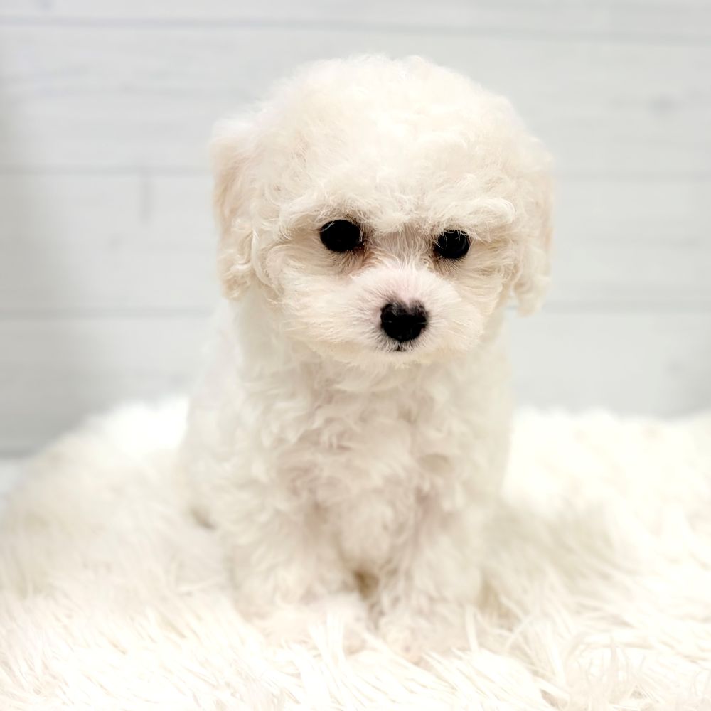 愛知県のビションプー(ビションフリーゼ×プードル) (犬の家＆猫の里豊田店/2026年4月29日生まれ/男の子/ホワイト)の子犬の4枚目の画像
