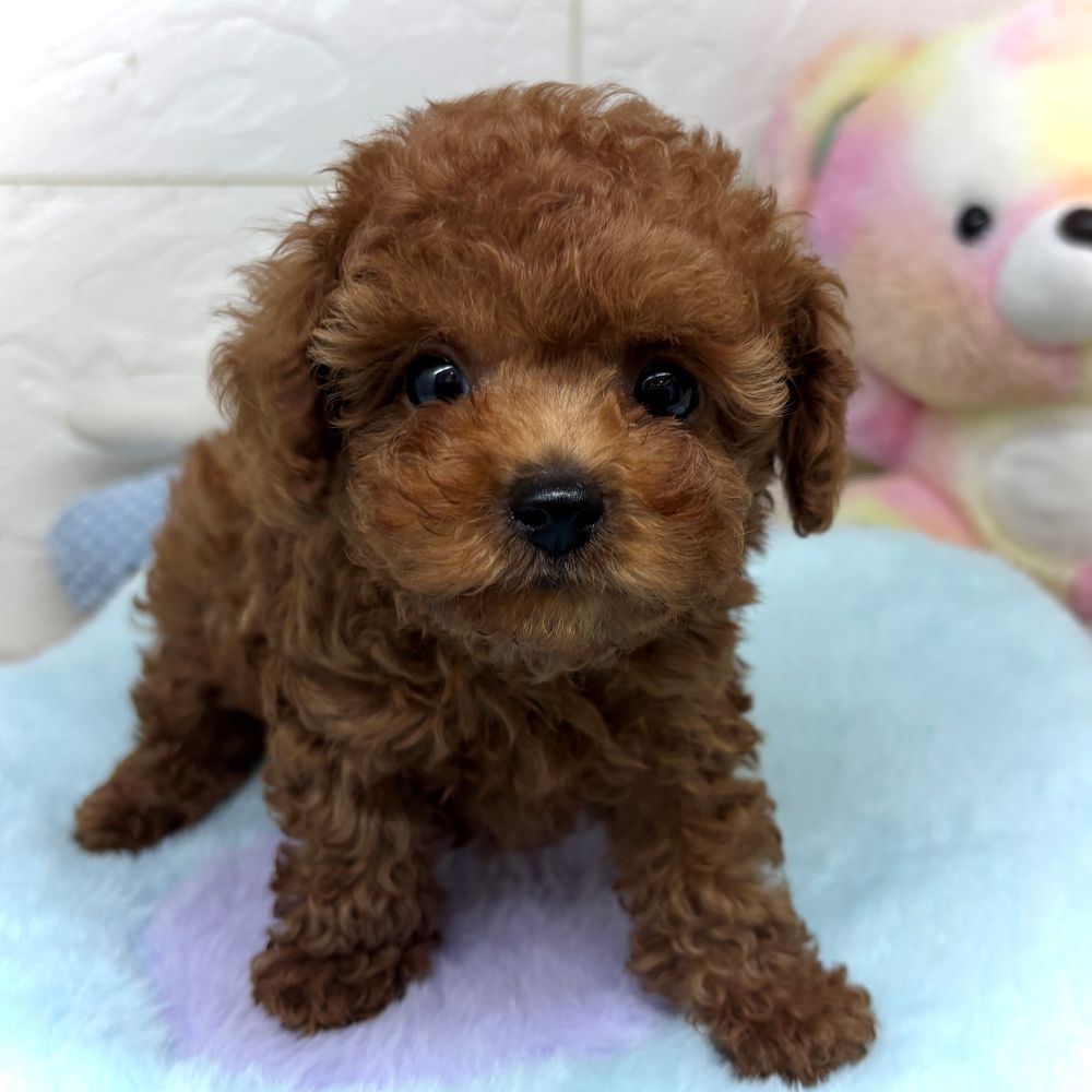 兵庫県のトイプードル(ティーカップ) (犬の家＆猫の里ゆめタウン姫路店/2026年4月30日生まれ/男の子/レッドフォーン)の子犬の4枚目の画像