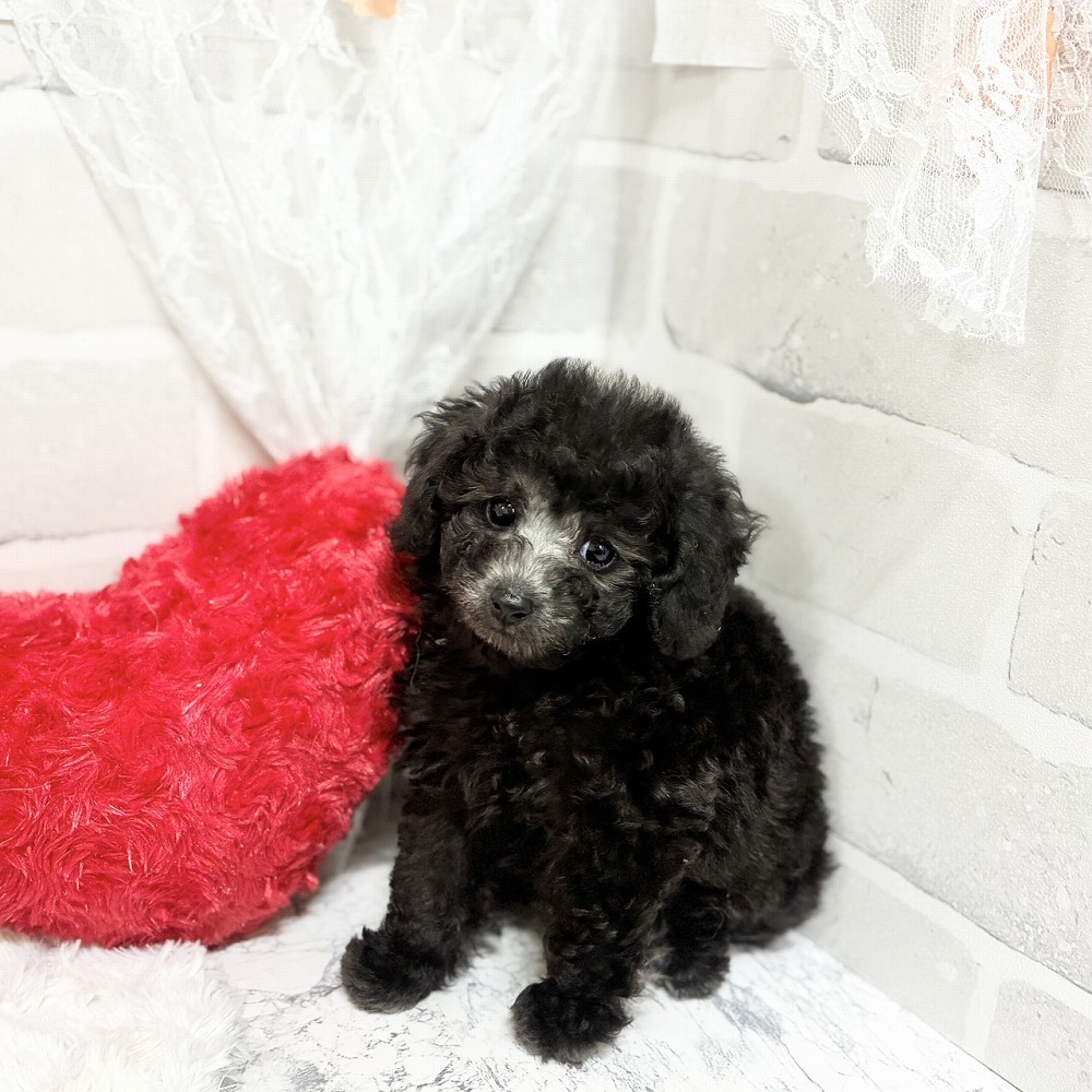 京都府のトイプードル(ティーカップ) (犬の家＆猫の里京都精華店/2026年4月21日生まれ/男の子/グレー)の子犬の4枚目の画像