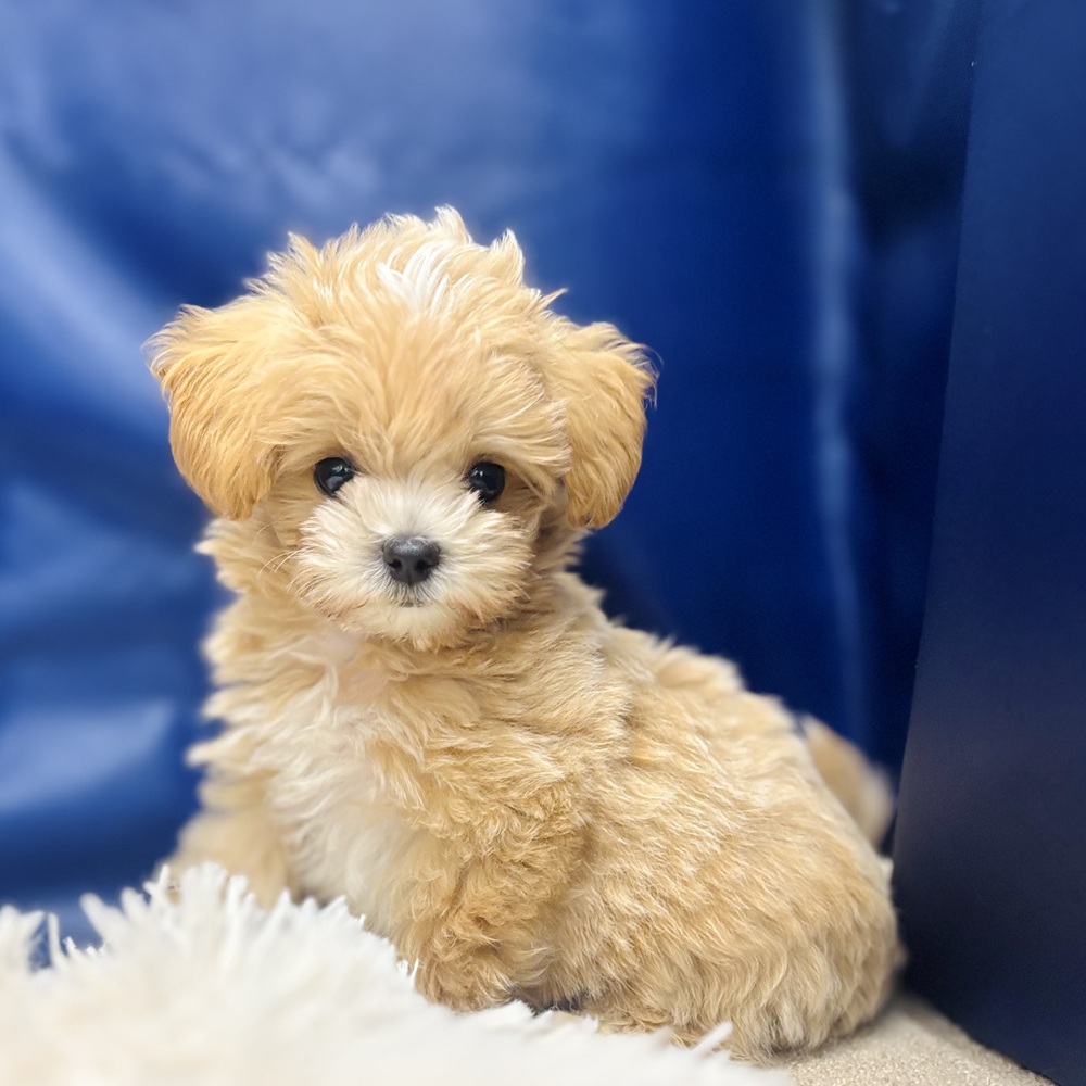 岐阜県のマルプー(マルチーズ×プードル) (犬の家＆猫の里中津川店/2026年5月1日生まれ/男の子/アプリコットホワイト)の子犬の4枚目の画像