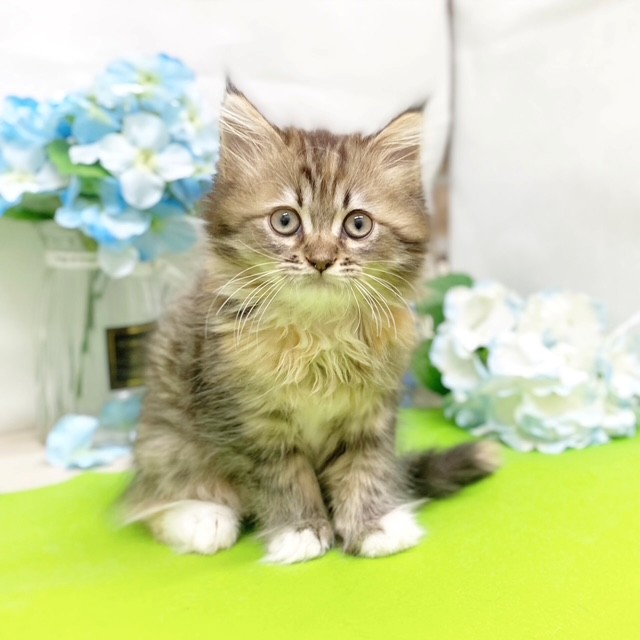 静岡県のマンチカン (犬の家＆猫の里藤枝店/2026年4月29日生まれ/女の子/ブラウンパッチドタビーホワイト)の子猫の4枚目の画像