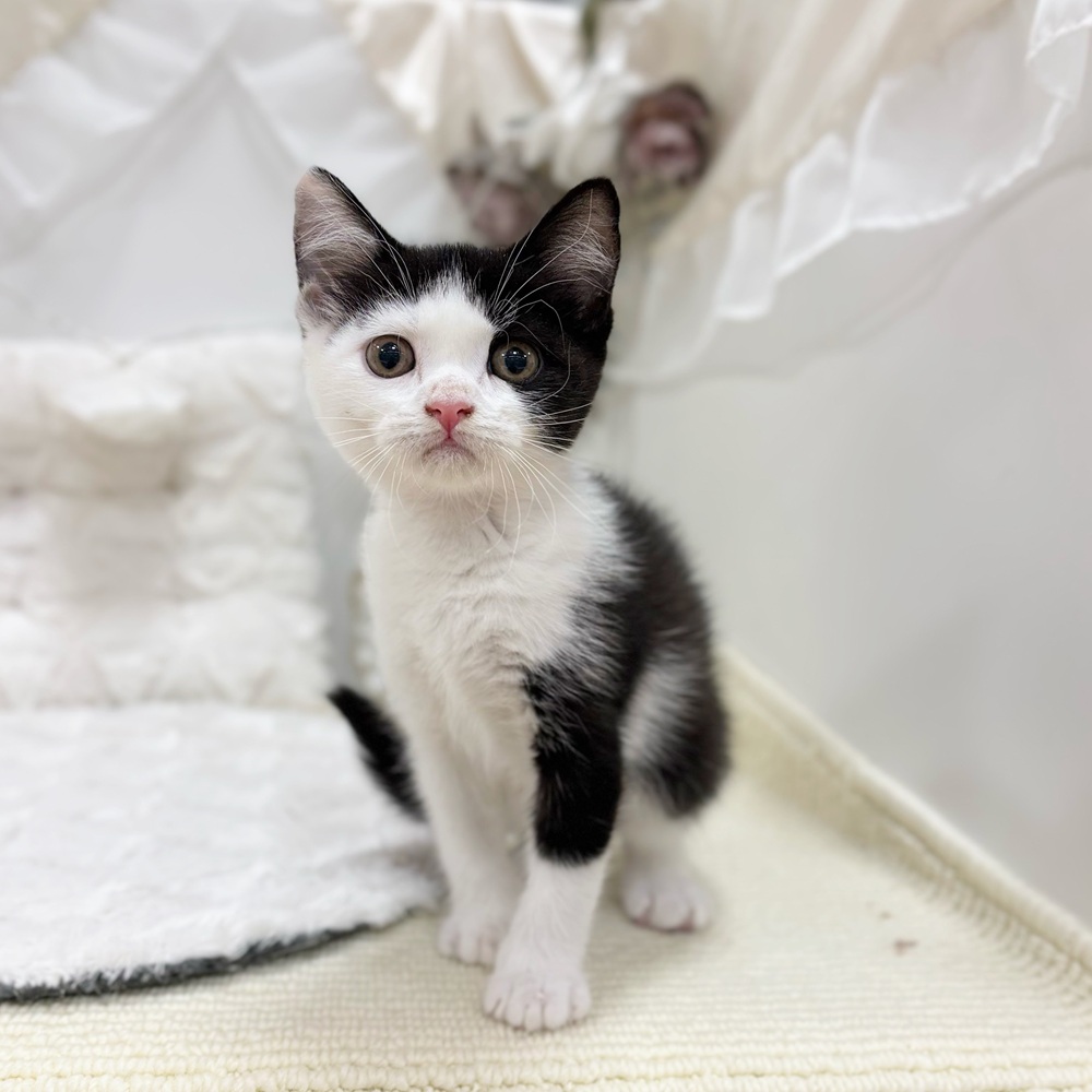 岐阜県のブリティッシュショートヘアー (犬の家＆猫の里カラフルタウン岐阜店/2026年5月1日生まれ/女の子/ブラックホワイト)の子猫の4枚目の画像
