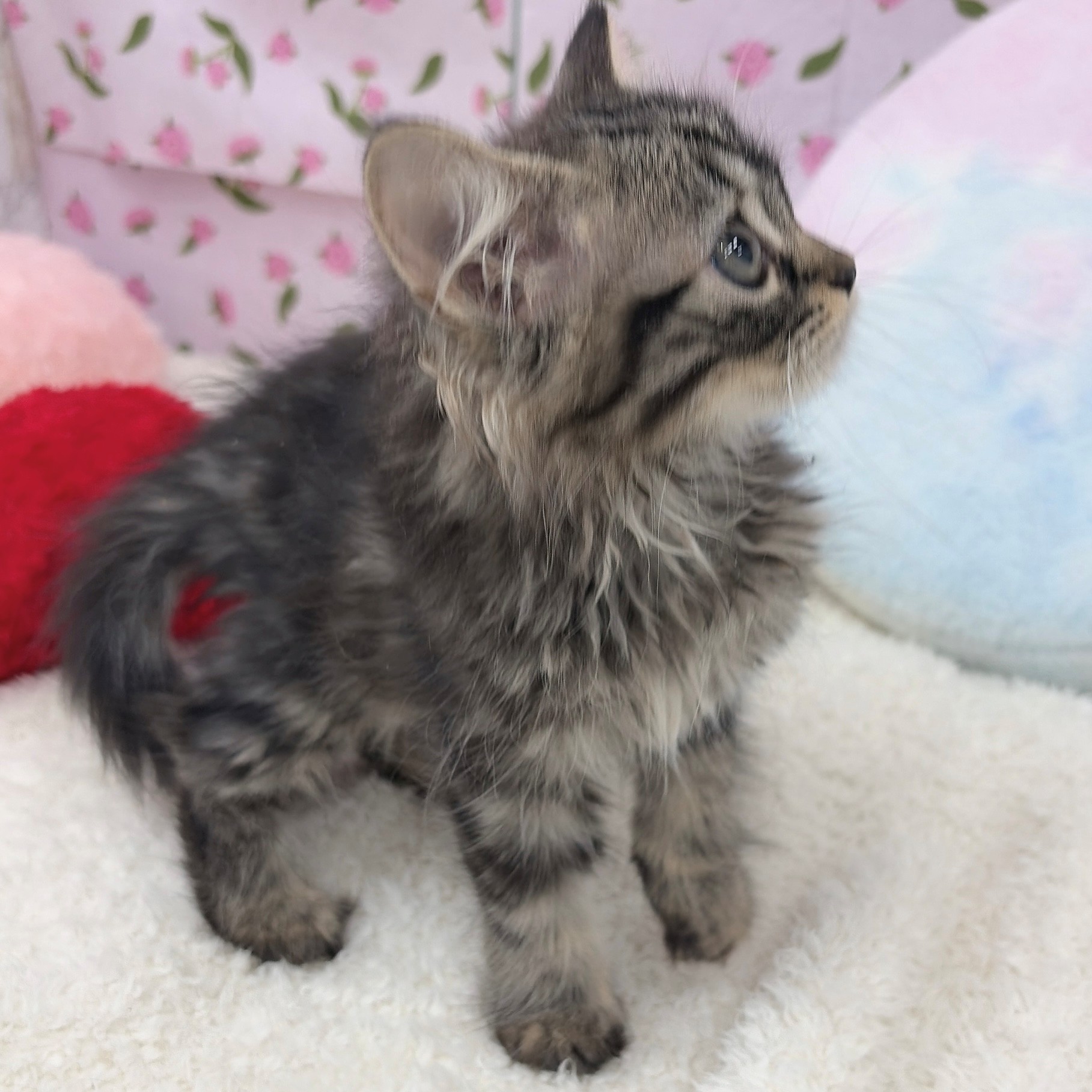 愛知県のスコティッシュストレート (犬の家＆猫の里エアポートウォーク店/2026年5月1日生まれ/女の子/ブラウンタビー)の子猫の4枚目の画像