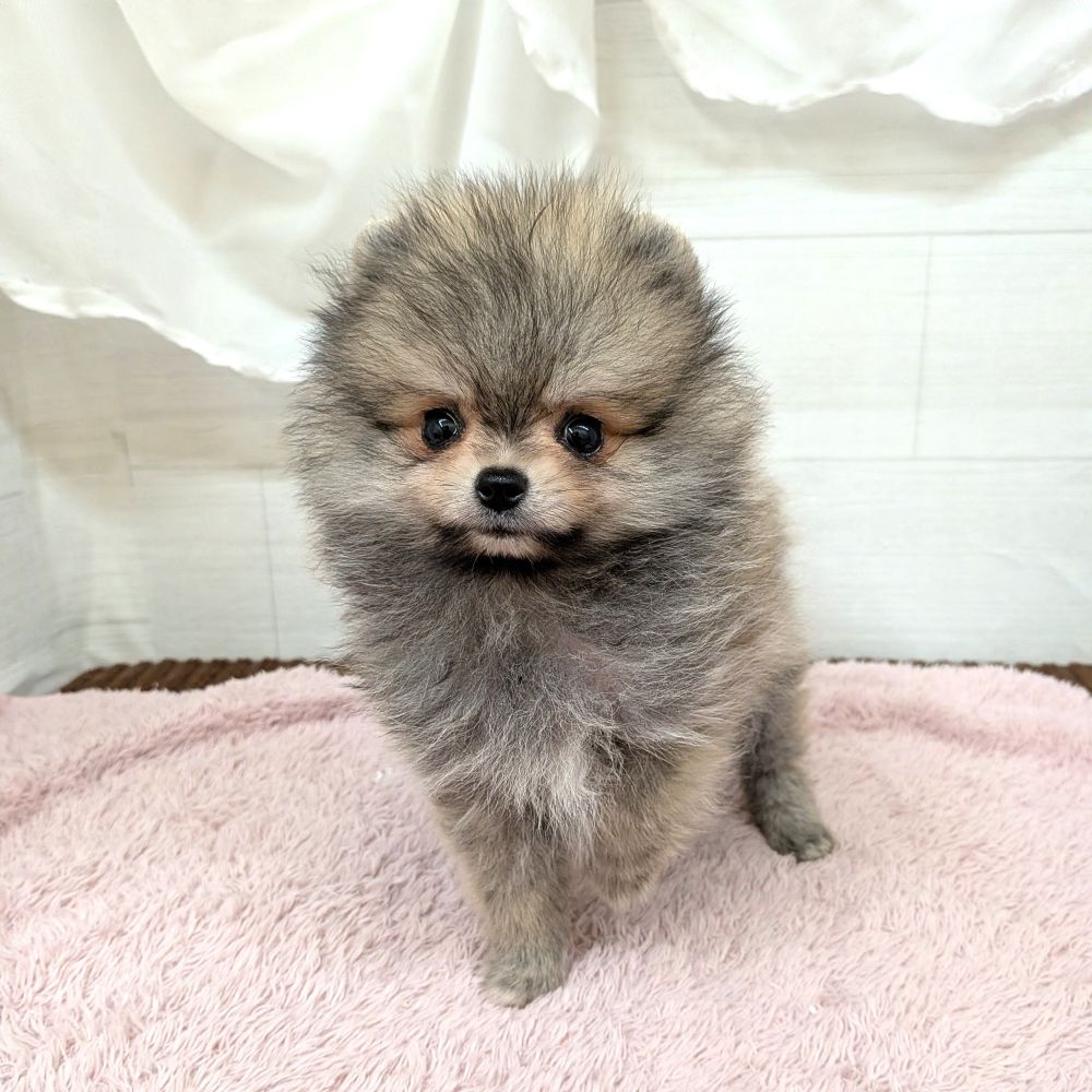 愛知県のポメラニアン (犬の家＆猫の里碧南店/2026年4月30日生まれ/男の子/ウルフセーブル)の子犬の1枚目の画像
