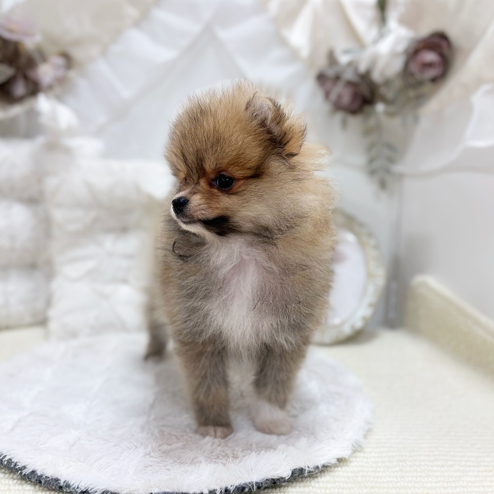 岐阜県のポメラニアン (犬の家＆猫の里カラフルタウン岐阜店/2026年4月30日生まれ/女の子/オレンジ)の子犬の4枚目の画像