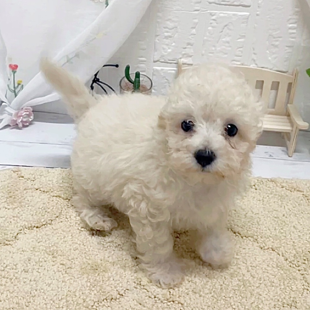 岡山県のマルプー(マルチーズ×プードル) (犬の家＆猫の里岡山店/2026年5月3日生まれ/男の子/クリームホワイト)の子犬の4枚目の画像