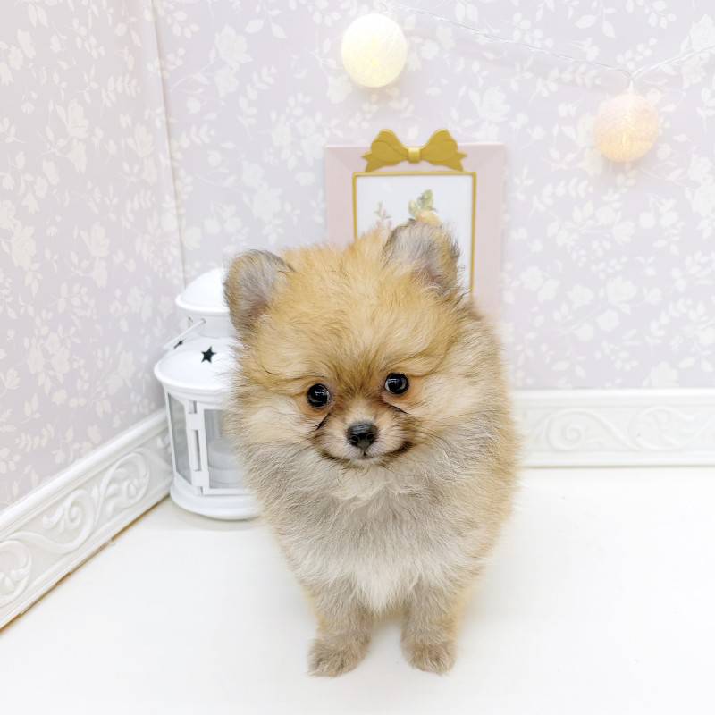 富山県のハーフ犬・ミックス犬 (犬の家＆猫の里富山店/2026年5月3日生まれ/女の子/オレンジ)の子犬の4枚目の画像