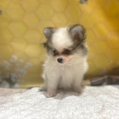 福岡県のハーフ犬・ミックス犬 (犬の家＆猫の里トリアス久山店/2026年5月3日生まれ/女の子/パーティーカラー)の子犬の4枚目の画像
