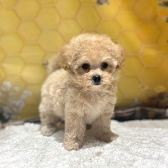 福岡県のマルプー(マルチーズ×プードル) (犬の家＆猫の里トリアス久山店/2026年5月1日生まれ/女の子/クリーム)の子犬の4枚目の画像