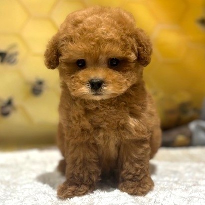 福岡県のトイプードル(タイニー) (犬の家＆猫の里トリアス久山店/2026年5月3日生まれ/男の子/レッド)の子犬の1枚目の画像