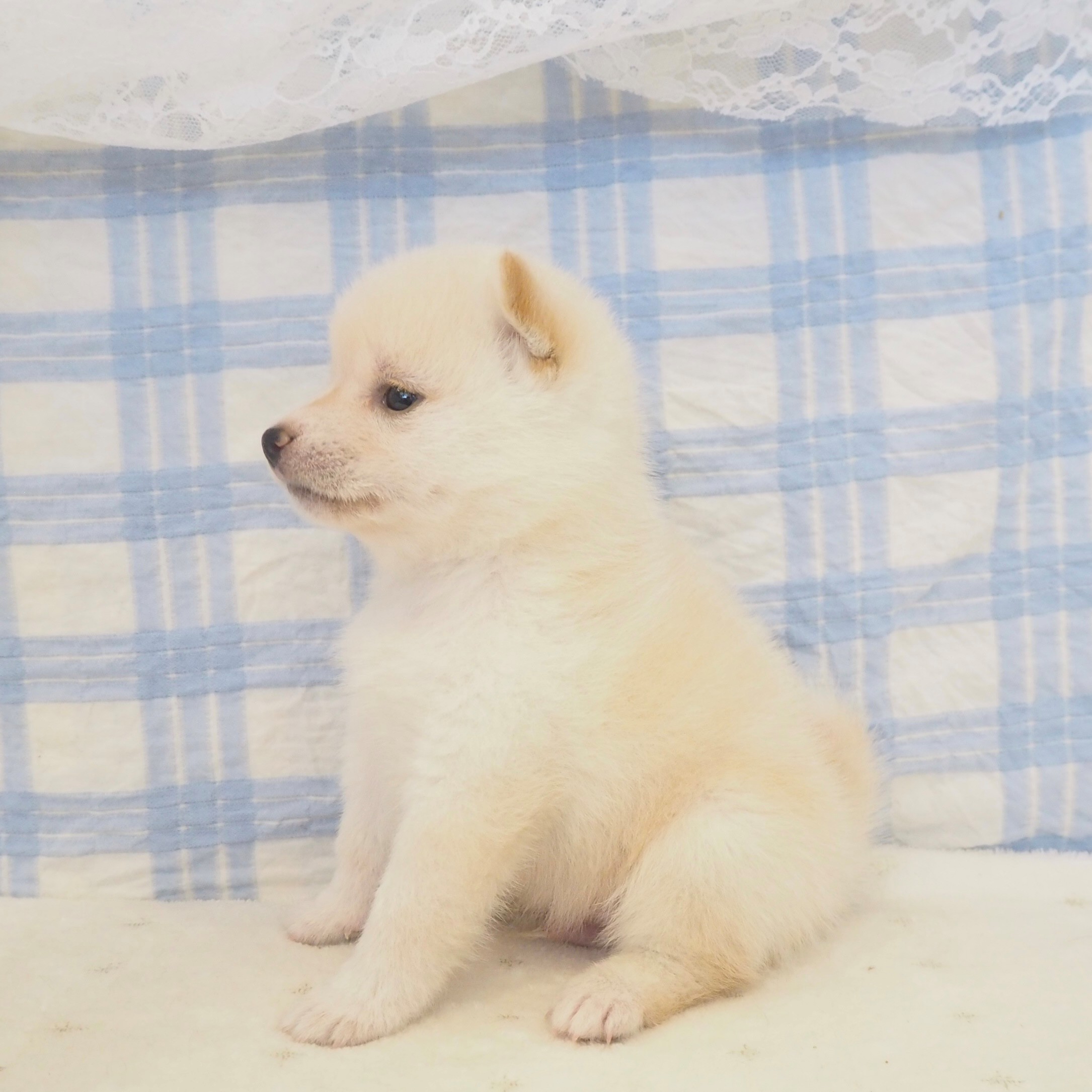 大阪府の豆柴 (犬の家＆猫の里もりのみやキューズモールBASE店/2026年5月2日生まれ/男の子/白)の子犬の4枚目の画像
