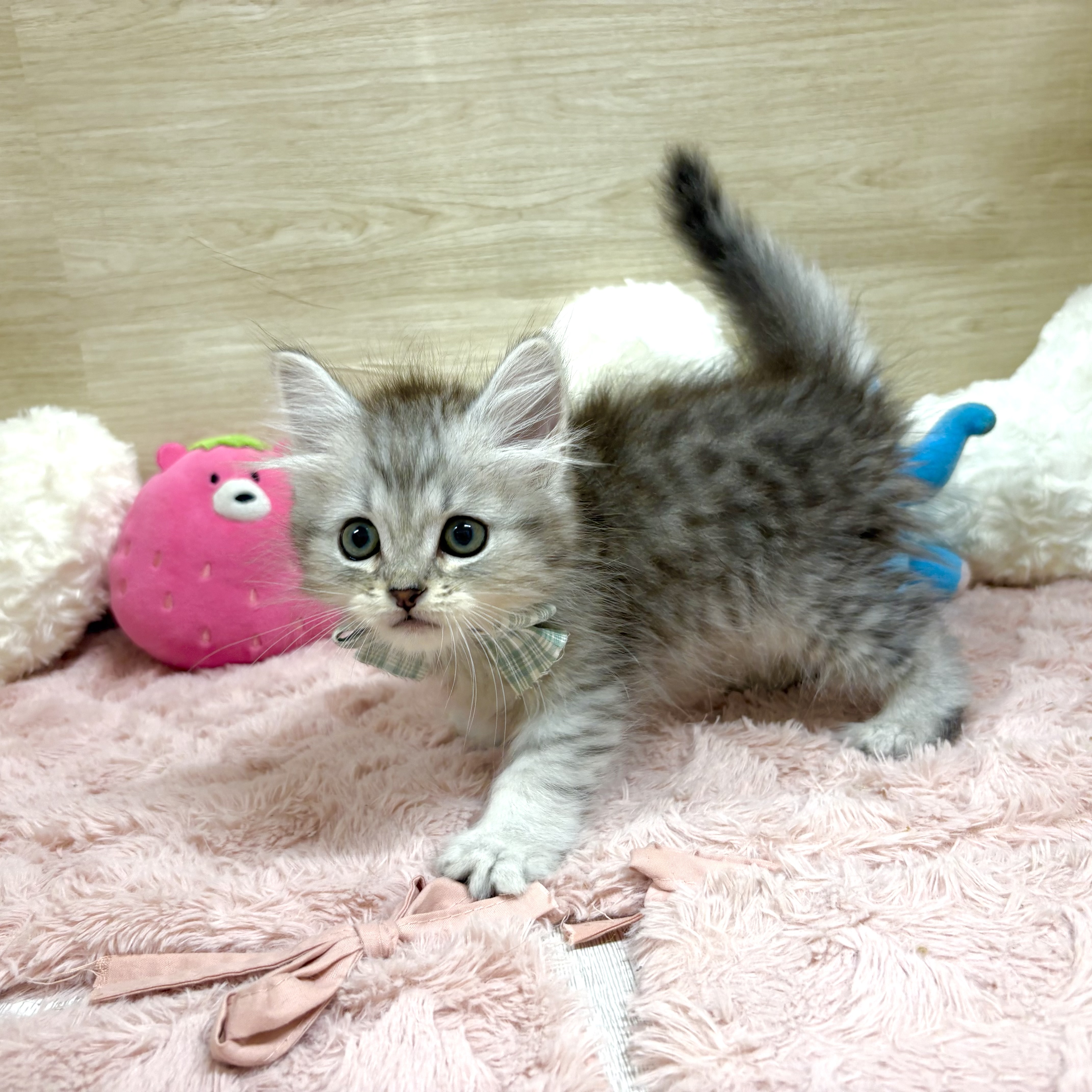 大阪府のミヌエット (犬の家＆猫の里そよら東岸和田店/2026年5月3日生まれ/男の子/シルバーマッカレルタビー)の子猫の1枚目の画像